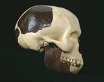 Cranial reconstruction of Piltdown I and II.© Natural History Museum (Image: 002431)