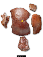 Piltdown skull fragments. © Natural History Museum (Image: 039919)